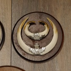 Wildschweinwaffen (Sus scrofa) 5 Stück Keilerwaffen Trophäe Keiler Gewaff Schilder 32.279