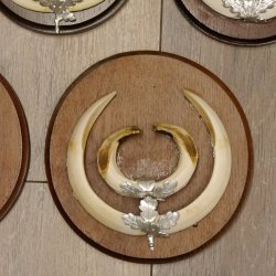 Wildschweinwaffen (Sus scrofa) 5 Stück Keilerwaffen Trophäe Keiler Gewaff Schilder 32.279