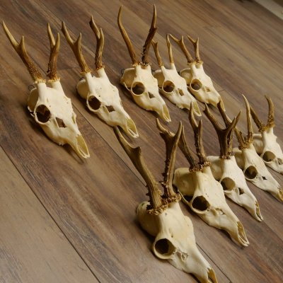 10 Stück Rehgeweihe Reh Geweihe Set lose 11.101