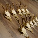 10 Stück Rehgeweihe Reh Geweihe Set lose 11.101