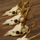 10 Stück Rehgeweihe Reh Geweihe Set lose 11.101