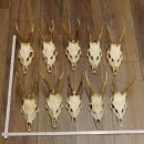 10 Stück Rehgeweihe Reh Geweihe Set lose 11.101