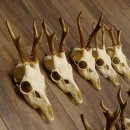 10 Stück Rehgeweihe Reh Geweihe Set lose 11.101