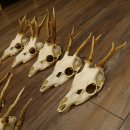 10 Stück Rehgeweihe Reh Geweihe Set lose 11.101