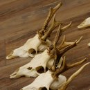 10 Stück Rehgeweihe Reh Geweihe Set lose 11.101