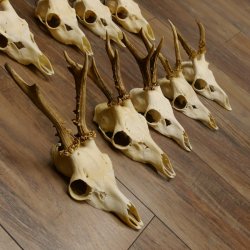 10 Stück Rehgeweihe Reh Geweihe Set lose 11.101