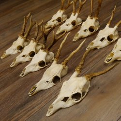 10 Stück Rehgeweihe Reh Geweihe Set lose 11.101