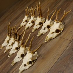 10 Stück Rehgeweihe Reh Geweihe Set lose 11.101