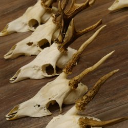 10 Stück Rehgeweihe Reh Geweihe Set lose 11.101