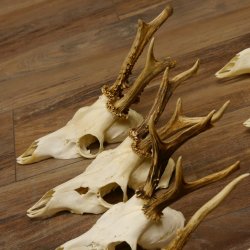 10 Stück Rehgeweihe Reh Geweihe Set lose 11.101