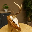 Rehbock abnormes Reh Bock Geweih Rehgeweih auf...