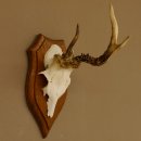 Rehbock abnormes Reh Bock Geweih Rehgeweih auf...