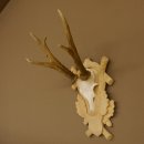 Rehgeweih Rehbock Gewicht 305 g Reh Geweih Bock...