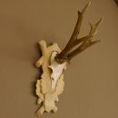 Rehgeweih Rehbock Gewicht 305 g Reh Geweih Bock...