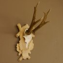 Rehgeweih Rehbock Gewicht 305 g Reh Geweih Bock Gehörn Trophäenschild 607.149