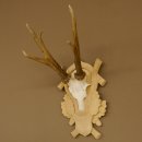 Rehgeweih Rehbock Gewicht 305 g Reh Geweih Bock Gehörn Trophäenschild 607.149