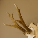 Rehgeweih Rehbock Gewicht 305 g Reh Geweih Bock Gehörn Trophäenschild 607.149