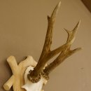 Rehgeweih Rehbock Gewicht 305 g Reh Geweih Bock Gehörn Trophäenschild 607.149