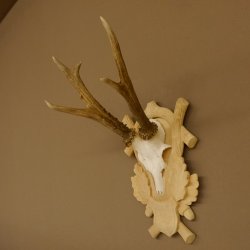 Rehgeweih Rehbock Gewicht 305 g Reh Geweih Bock Gehörn Trophäenschild 607.149