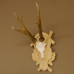 Rehgeweih Rehbock Gewicht 305 g Reh Geweih Bock Gehörn Trophäenschild 607.149