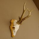 Rehgeweih Reh Gewicht 295 g Geweih Gehörn Rehbock...