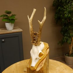 Rehgeweih Reh Gewicht 295 g Geweih Gehörn Rehbock Trophäe auf Trophäenschild 606.139