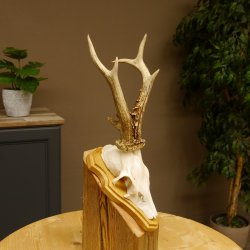 Rehgeweih Reh Gewicht 295 g Geweih Gehörn Rehbock Trophäe auf Trophäenschild 606.139