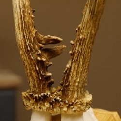 Rehgeweih Reh Gewicht 295 g Geweih Gehörn Rehbock Trophäe auf Trophäenschild 606.139