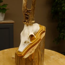 Rehgeweih Reh Gewicht 295 g Geweih Gehörn Rehbock Trophäe auf Trophäenschild 606.139