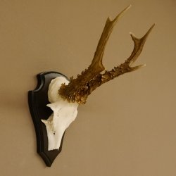 Rehgeweih Reh Gewicht 250 g Geweih Gehörn Rehbock auf Trophäeschild 605.125