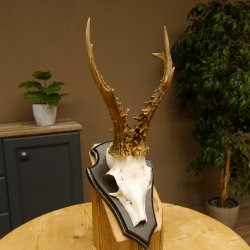 Rehgeweih Reh Gewicht 250 g Geweih Gehörn Rehbock auf Trophäeschild 605.125