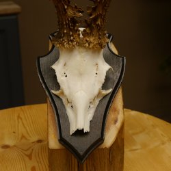 Rehgeweih Reh Gewicht 250 g Geweih Gehörn Rehbock auf Trophäeschild 605.125