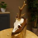 Rehbock Reh Bock Geweih Rehgeweih auf Trophäenschild 603.241