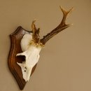 Rehbock Reh Bock Geweih Rehgeweih auf Trophäenschild 603.241