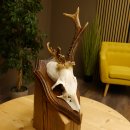 Rehbock Reh Bock Geweih Rehgeweih auf Trophäenschild 603.241