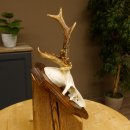 Rehbock Reh Bock Geweih Rehgeweih auf Trophäenschild 603.241