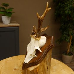 Rehbock Reh Bock Geweih Rehgeweih auf Trophäenschild 603.241