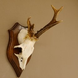 Rehbock Reh Bock Geweih Rehgeweih auf Trophäenschild 603.241