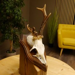 Rehbock Reh Bock Geweih Rehgeweih auf Trophäenschild 603.241