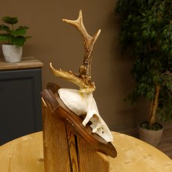 Rehbock Reh Bock Geweih Rehgeweih auf Trophäenschild 603.241