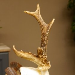 Rehbock Reh Bock Geweih Rehgeweih auf Trophäenschild 603.241