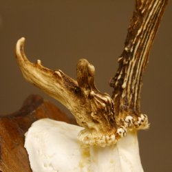 Rehbock Reh Bock Geweih Rehgeweih auf Trophäenschild 603.241