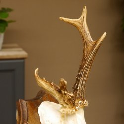 Rehbock Reh Bock Geweih Rehgeweih auf Trophäenschild 603.241