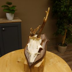 Rehbock Reh Bock Geweih Rehgeweih auf Trophäenschild 603.241