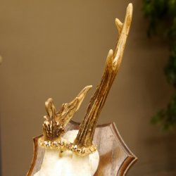 Rehbock Reh Bock Geweih Rehgeweih auf Trophäenschild 603.241