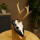 Rehbock Reh Bock Geweih Rehgeweih auf Trophäenschild 603.242