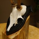 Rehbock Reh Bock Geweih Rehgeweih auf Trophäenschild 603.242