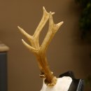 Rehbock Reh Bock Geweih Rehgeweih auf Trophäenschild 603.242