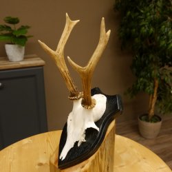 Rehbock Reh Bock Geweih Rehgeweih auf Trophäenschild 603.242