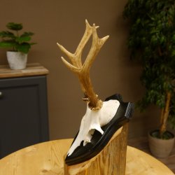 Rehbock Reh Bock Geweih Rehgeweih auf Trophäenschild 603.242